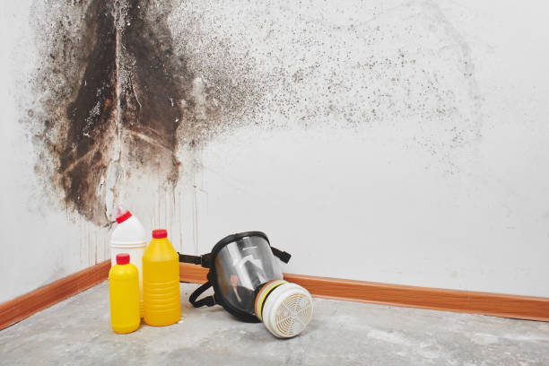 Best Residential Mold Removal  in Excelsior, MN