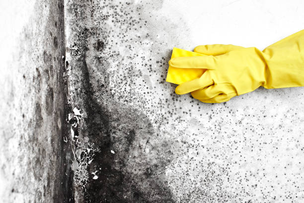 Best Attic Mold Removal  in Excelsior, MN