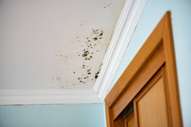 Best Certified Mold Removal  in Excelsior, MN