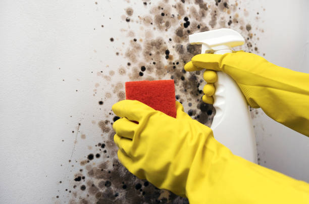 Professional Mold Removal in Excelsior, MN